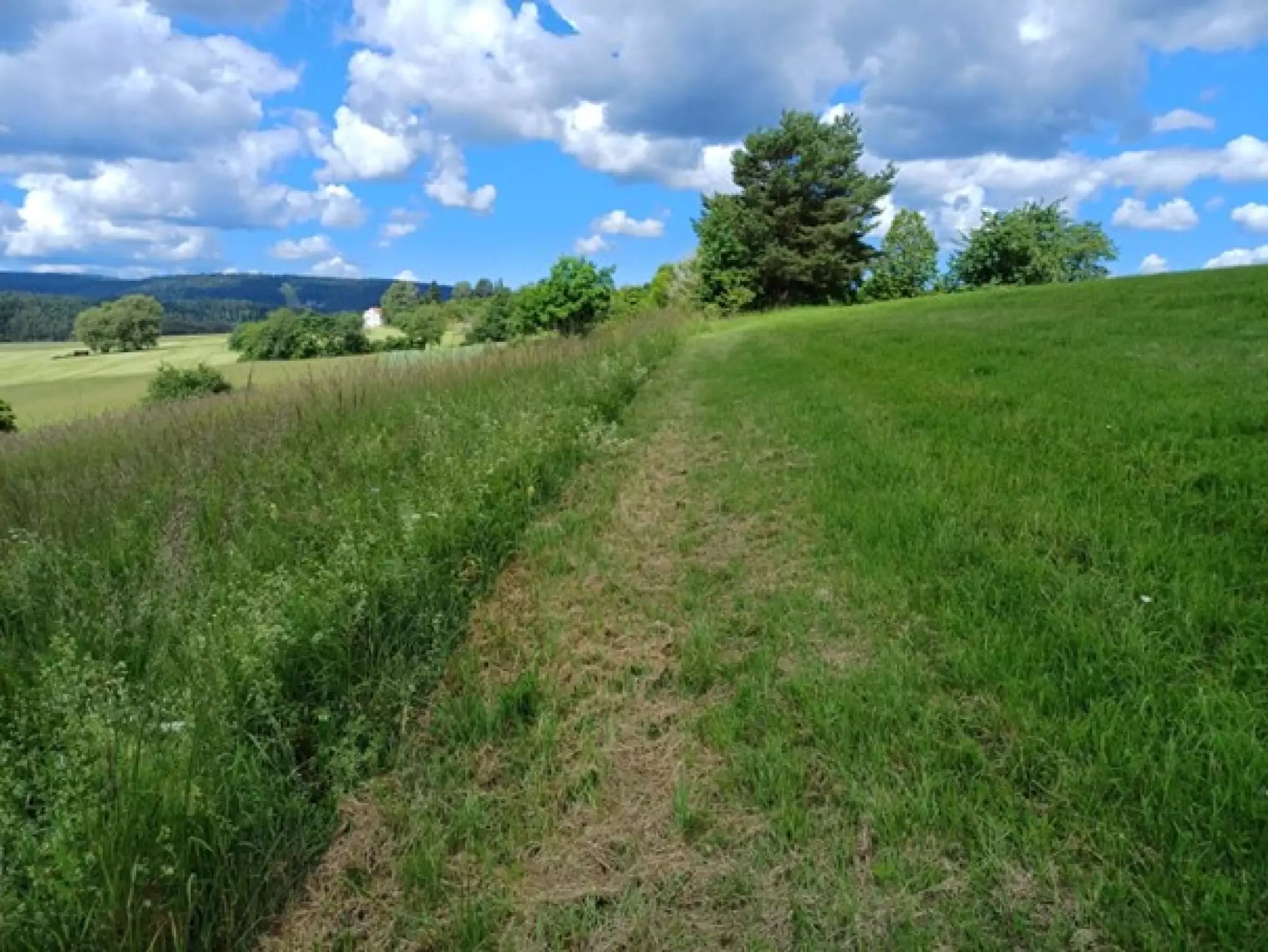 Zustand der Fläche am 13.06.2024