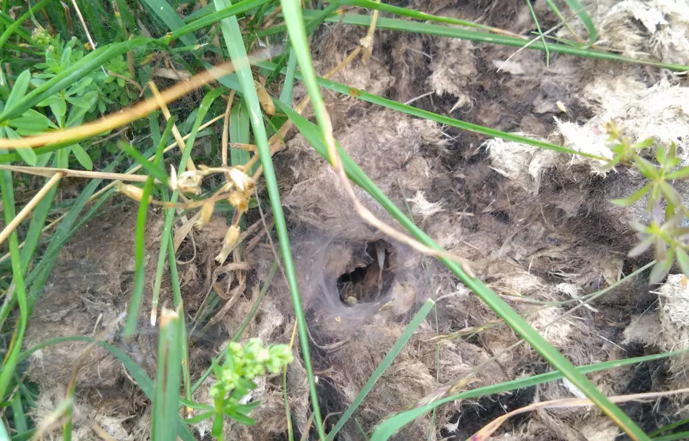Trichterspinnennetz im Dung