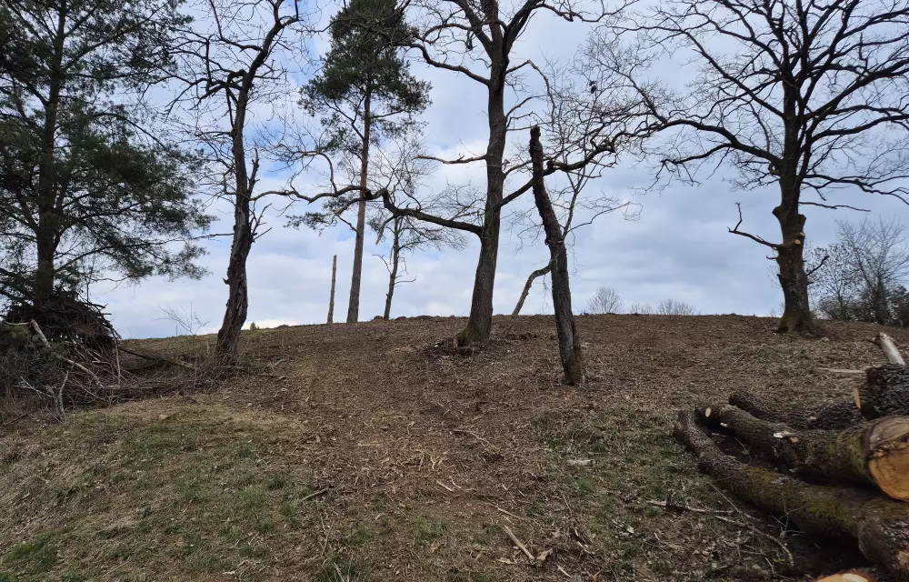 nach der Freistellung: hier kann sich nun wieder eine magere Wiese entwickeln