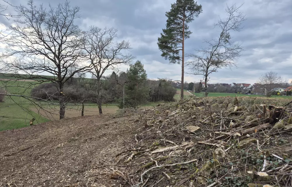 die Hecke am oberen Rand der Fläche wurde auf-den-Stock gesetzt und ist bereit zum Wiederaustrieb