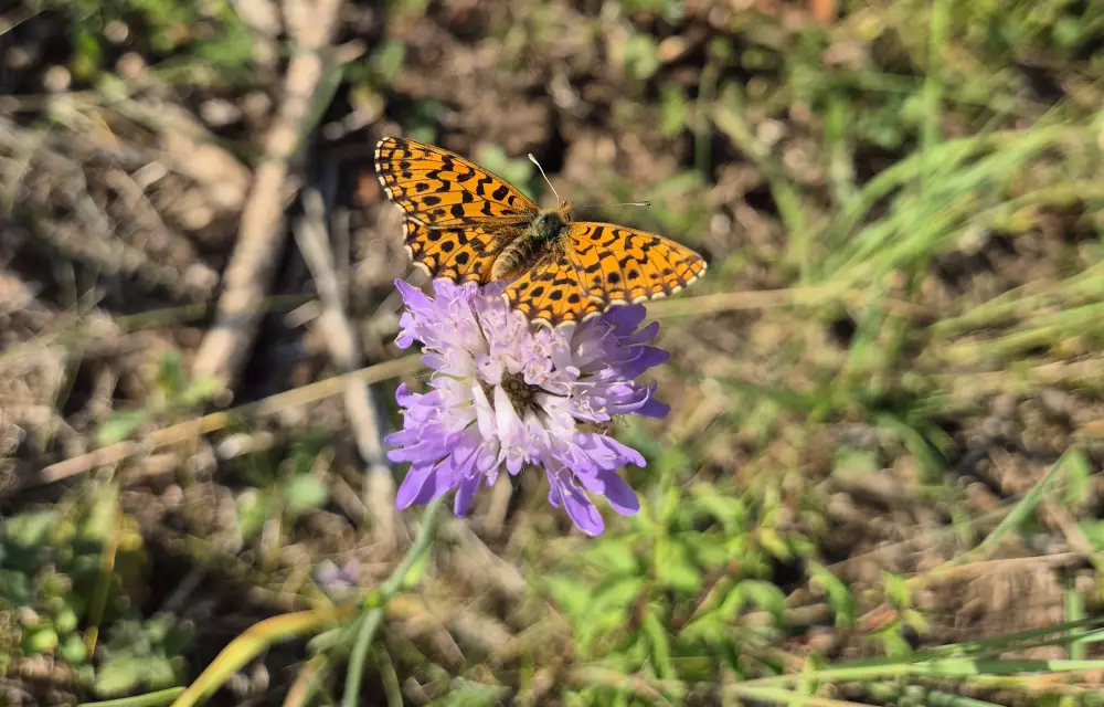 Juni 2026 - Magerrasen-Perlmutterfalter auf Ackerwitwenblume