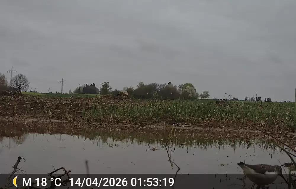 Waldwasserläufer (rechts unten)