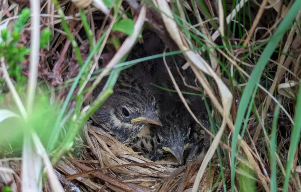 Baumpieper-Nest