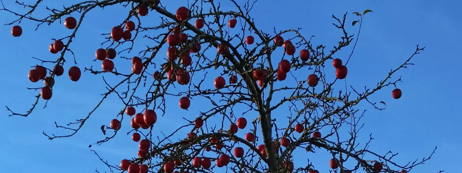 ungepflegter Jungbaum