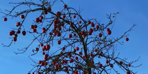 ungepflegter Jungbaum