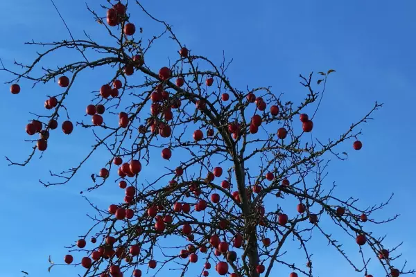 ungepflegter Jungbaum