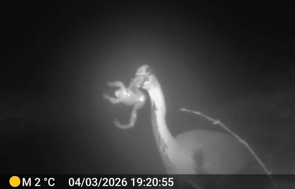 Graureiher mit Beute