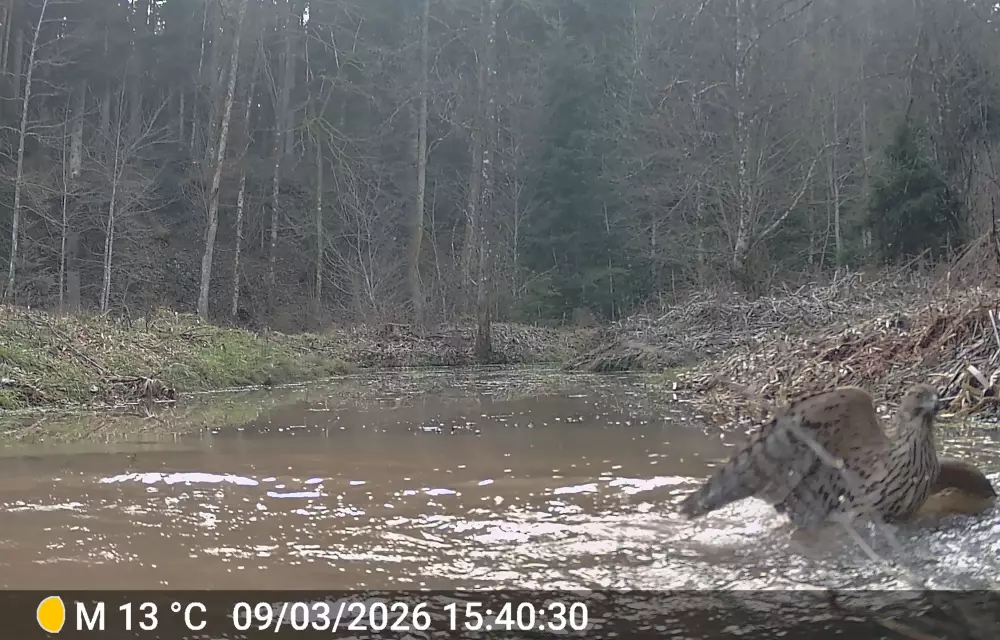 Junger Habicht beim Baden