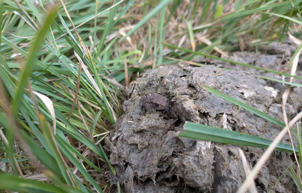 Erdkröte auf Dunghaufen