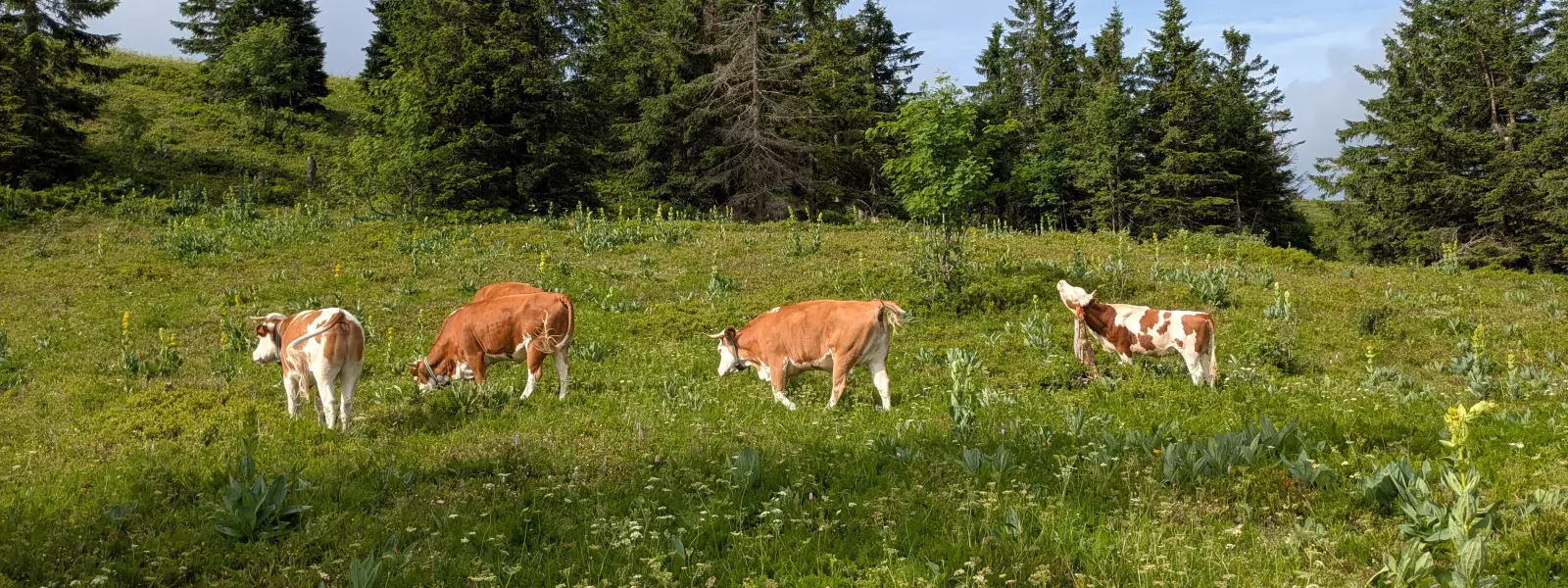 Hinterwälder Rinder