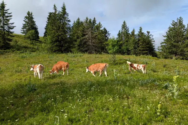 Hinterwälder Rinder