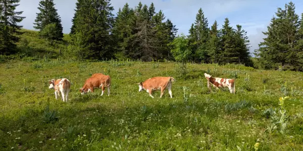 Hinterwälder Rinder