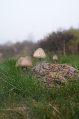 Dungpilze
