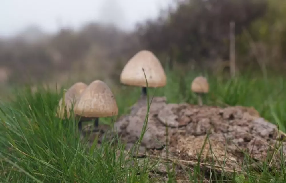 Dungpilze