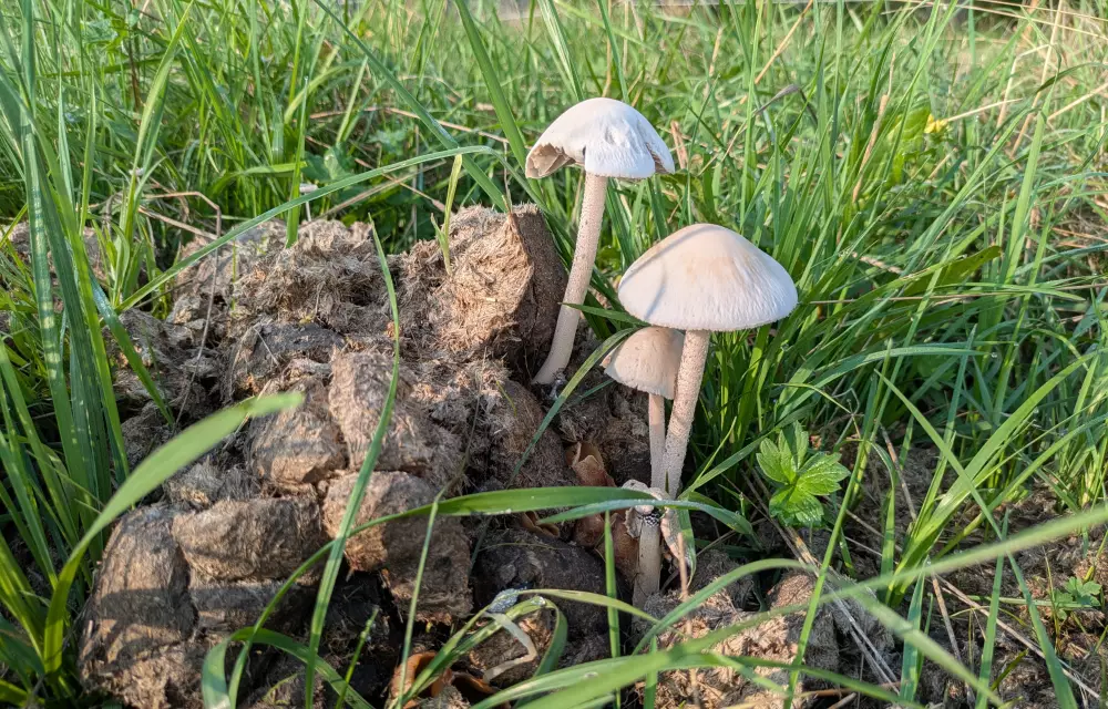 Dungpilze