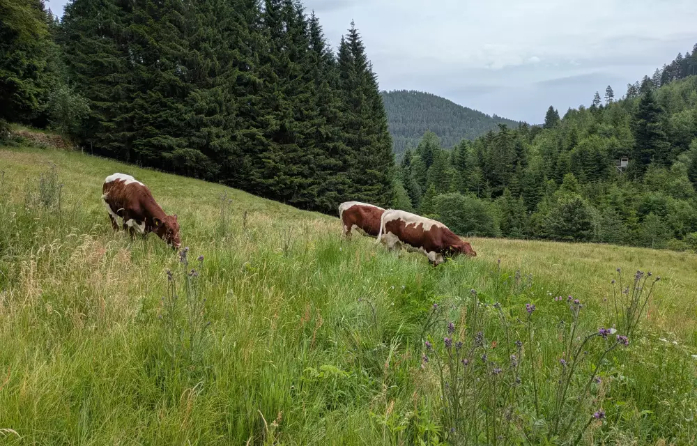 Pinzgauer Rind