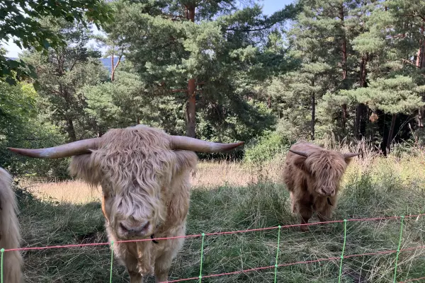 Schottische Hochlandrinder