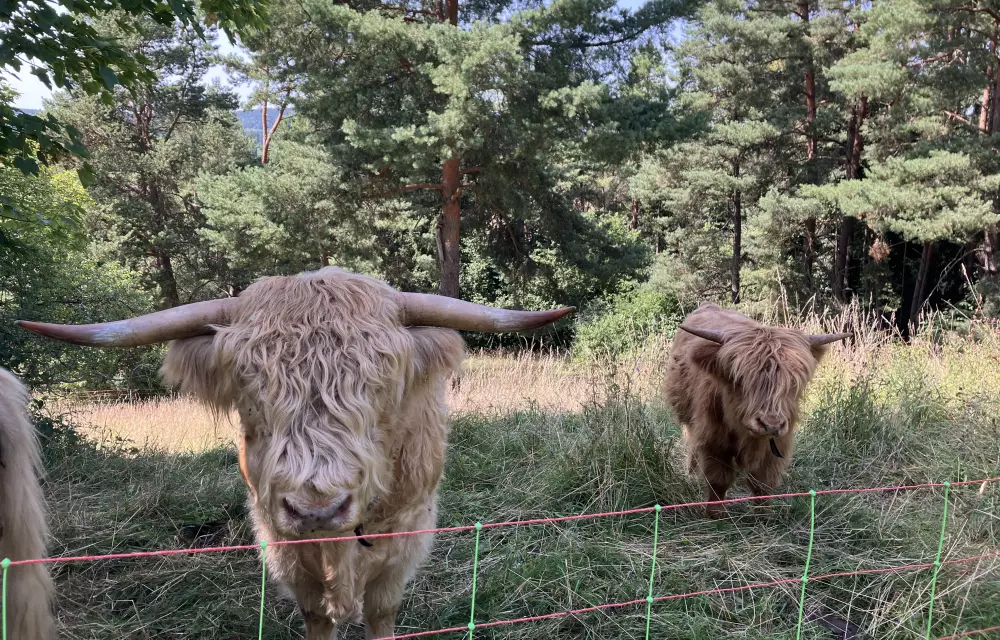 Schottische Hochlandrinder