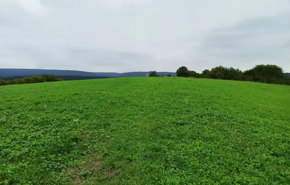 Vorher: gleichmäßig gepflegte Vegetation